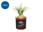 A small indoor plant with green leaves in a decorative pot labeled 'Sardines in salad oil'.