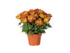 Une plante en pot avec des chrysanthèmes rouge orangé.