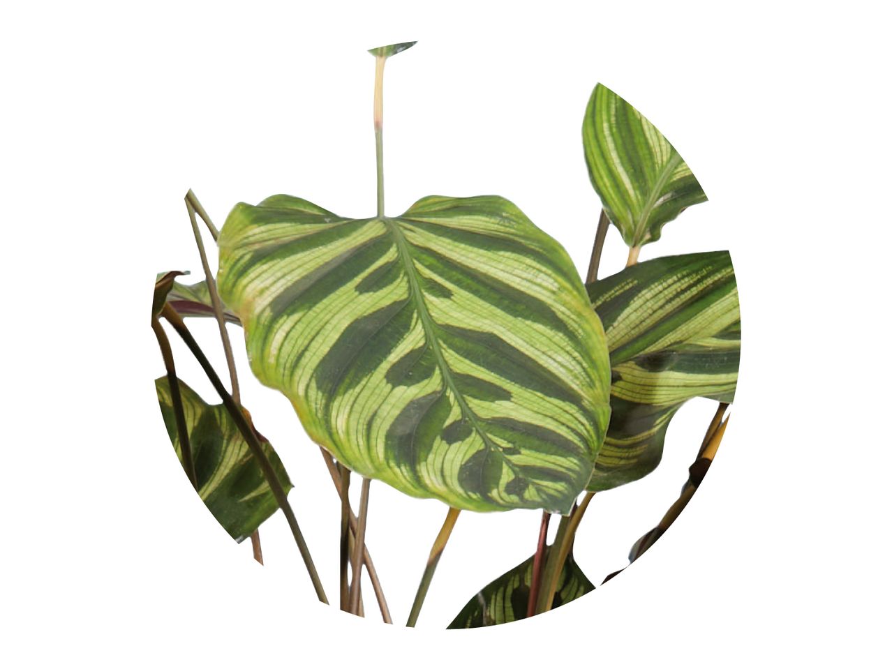 Tropska rastlina Calathea ornata z zelenimi in belimi listi.