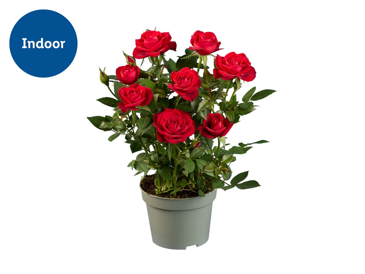 Indoor red rose plant in a pot.