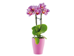 Orhidee phalaenopsis mov în ghiveci roz.