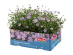 A box of purple Brachyscome Hybride outdoor flowers, with care icons and quantity x6.
