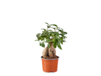 Ficus-benjamina ou castanheiro-da-sorte em vaso castanho