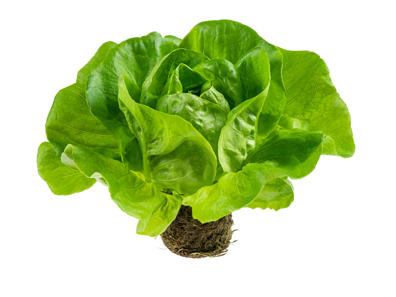 Polska sałata masłowa z korzeniem