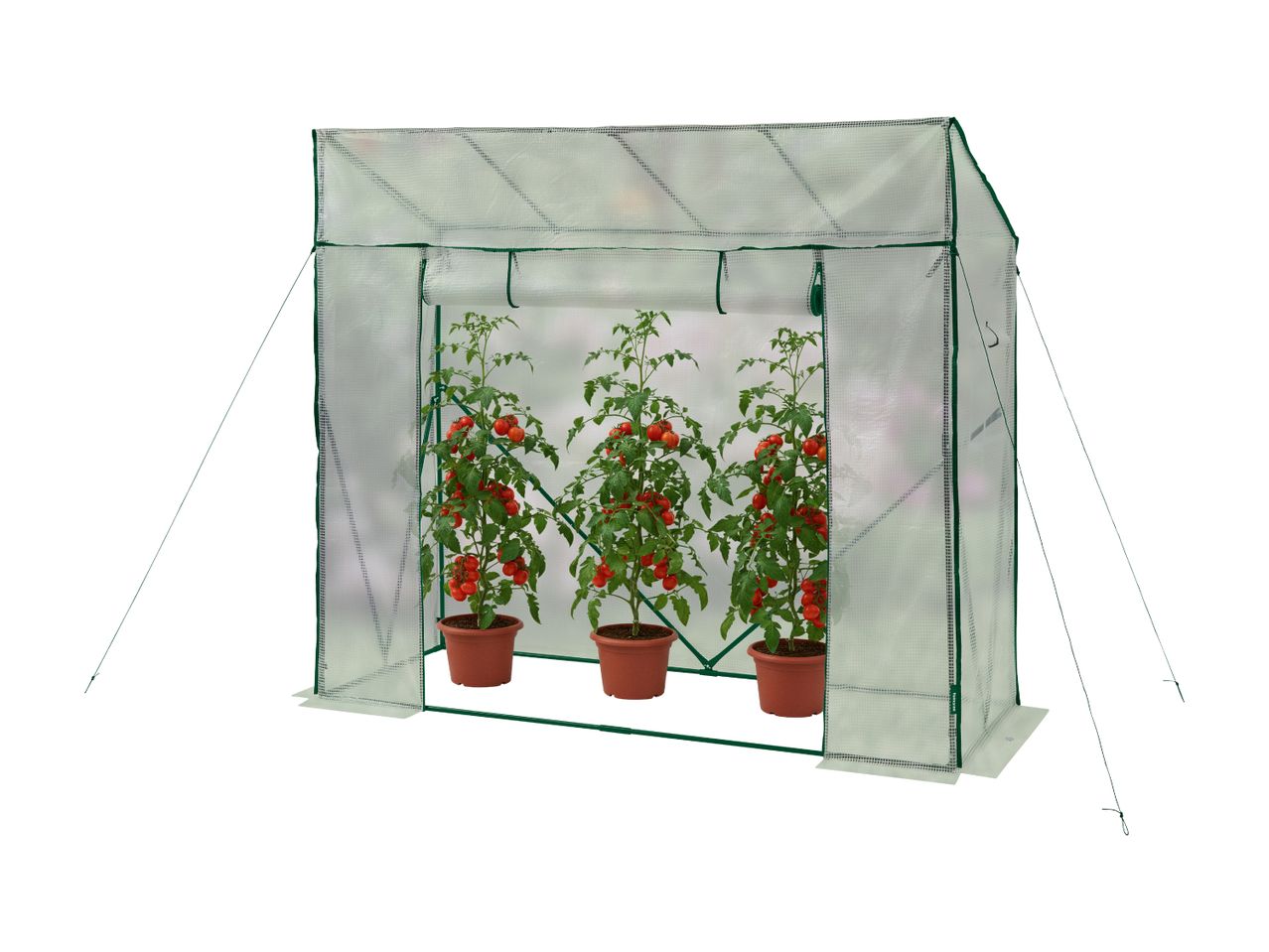 Mini greenhouse with three potted tomato plants bearing red fruit