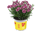 Potted pink and burgundy flowers with green leaves, in a yellow pot with 'COLOUR UP LIFE!' and 'LUCKY LIPS' text.