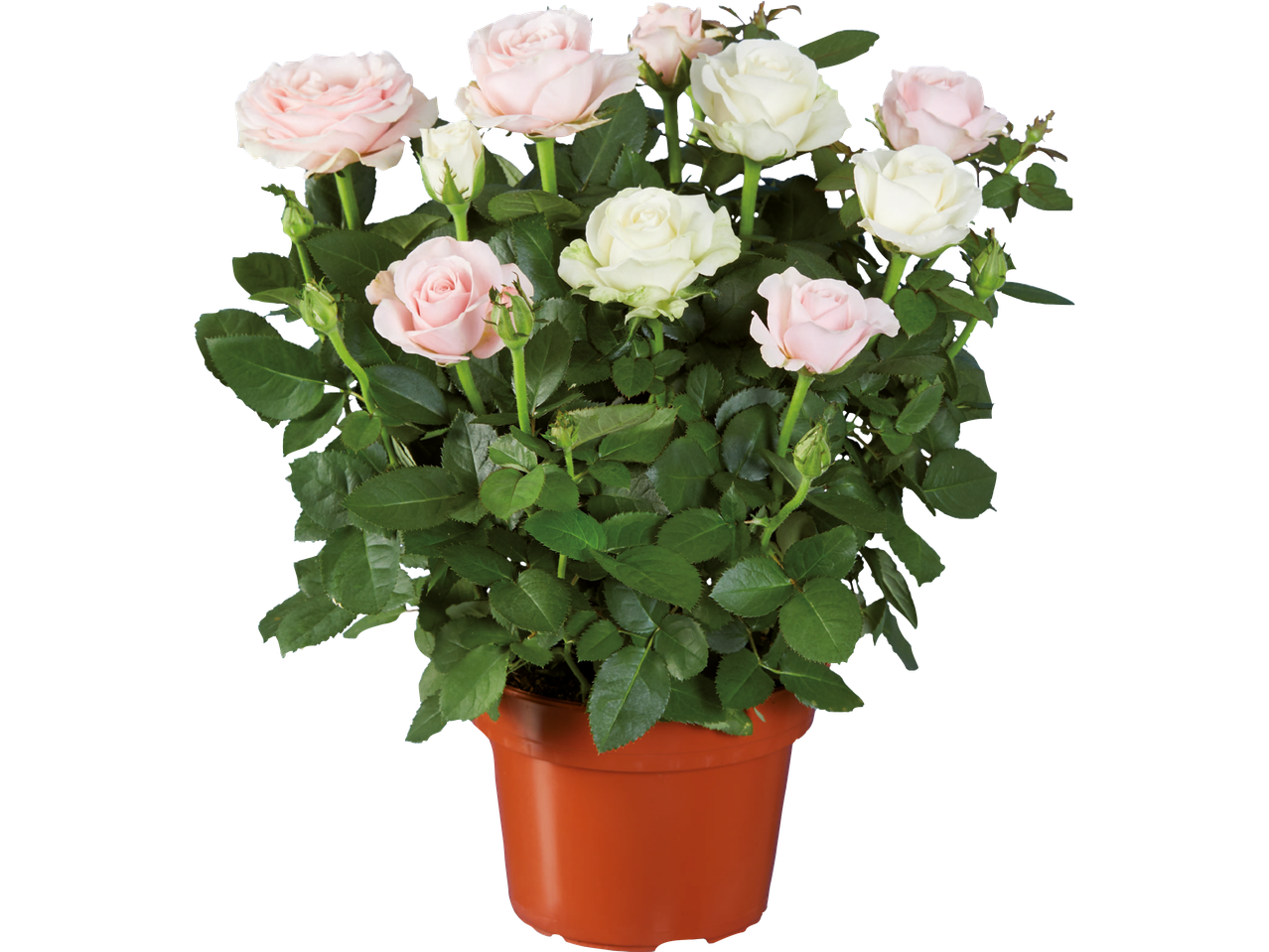 En kruka med flera rosa och vita rosor.