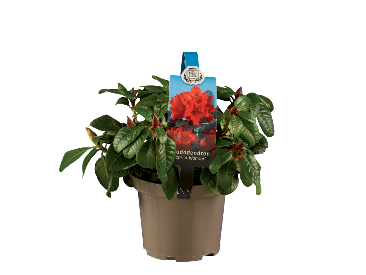 My Home Castle Rhododendron 'Scarlet Wonder' in pot.