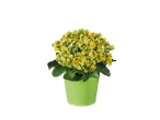 Yellow Kalanchoe flowers in a light green pot.