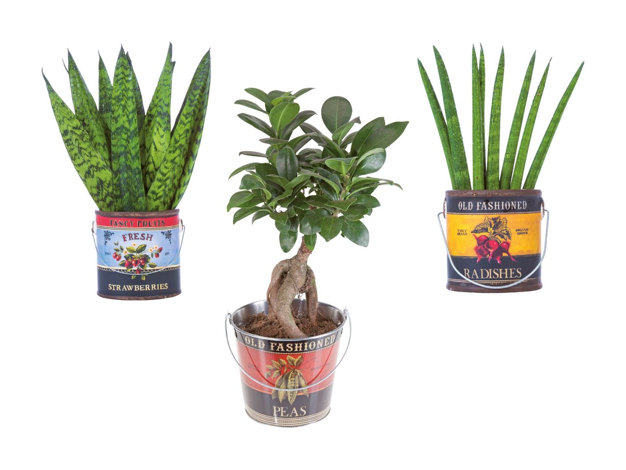 Trois plantes d'intérieur dans des pots en forme de seau vintage.