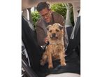 A man secures his Border Terrier in a car seat cover with a harness.