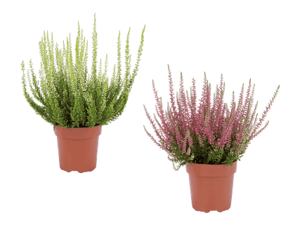 Calluna