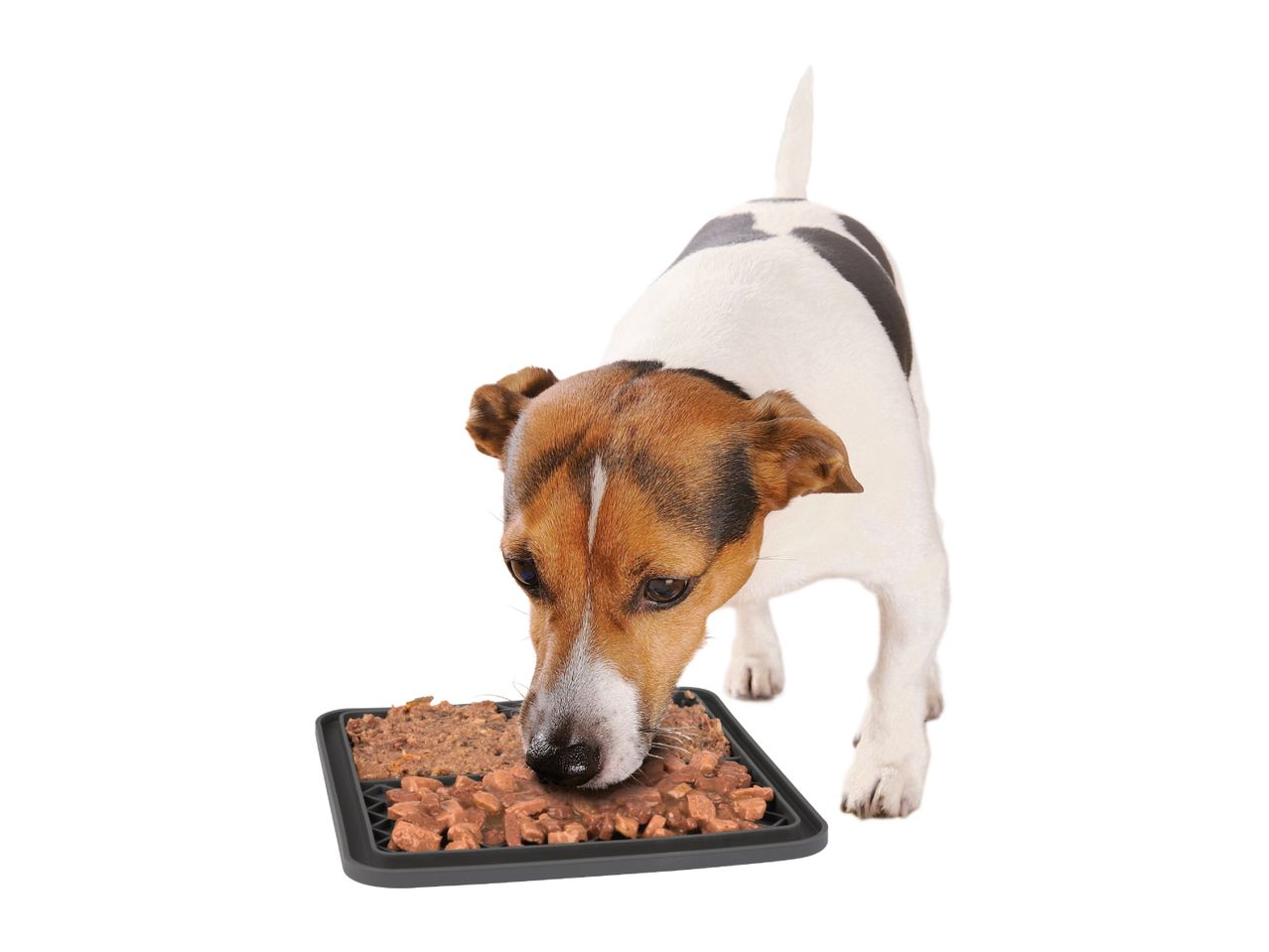 A Jack Russell Terrier eats from a divided slow feeder dog bowl.