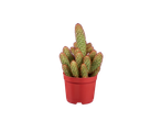 Cactus in pot.
