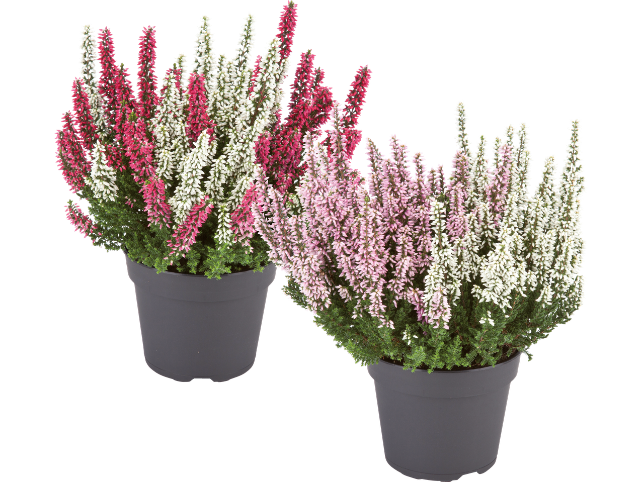 Två krukväxter med olika färger på ljungblommor.
