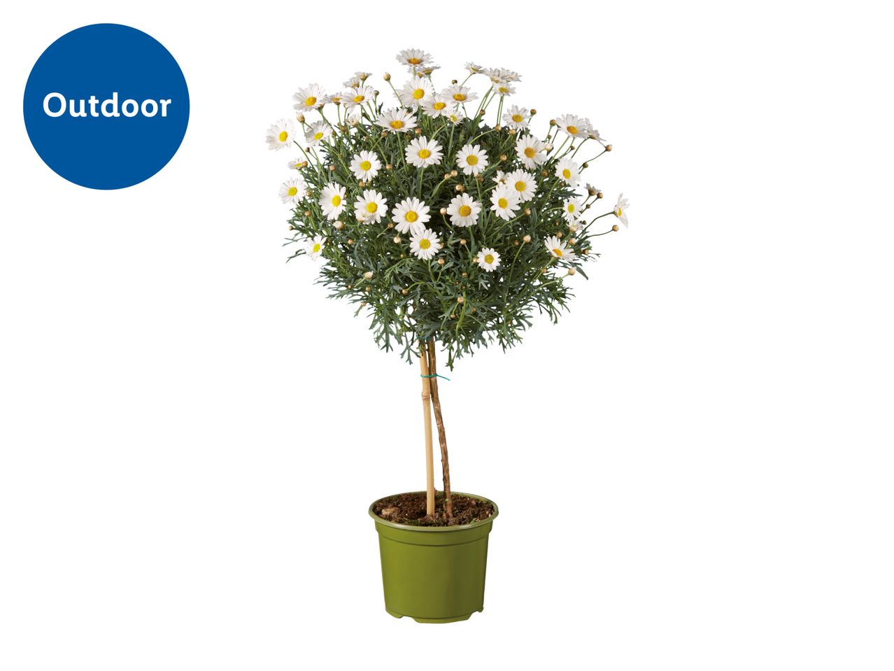 Outdoor daisy tree in a green pot with white flowers and a blue 'Outdoor' label.