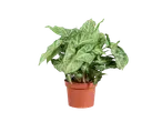 Φυτό Syngonium σε καφέ γλάστρα.