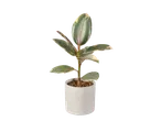 Bonte Ficus elastica kamerplant in een witte pot.