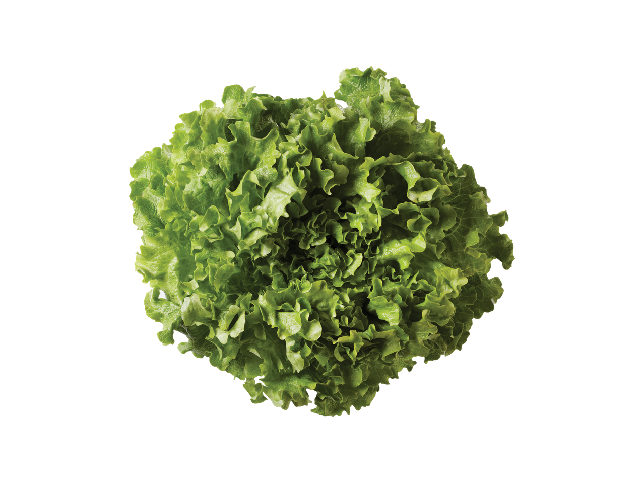 Lattuga verde fresca.