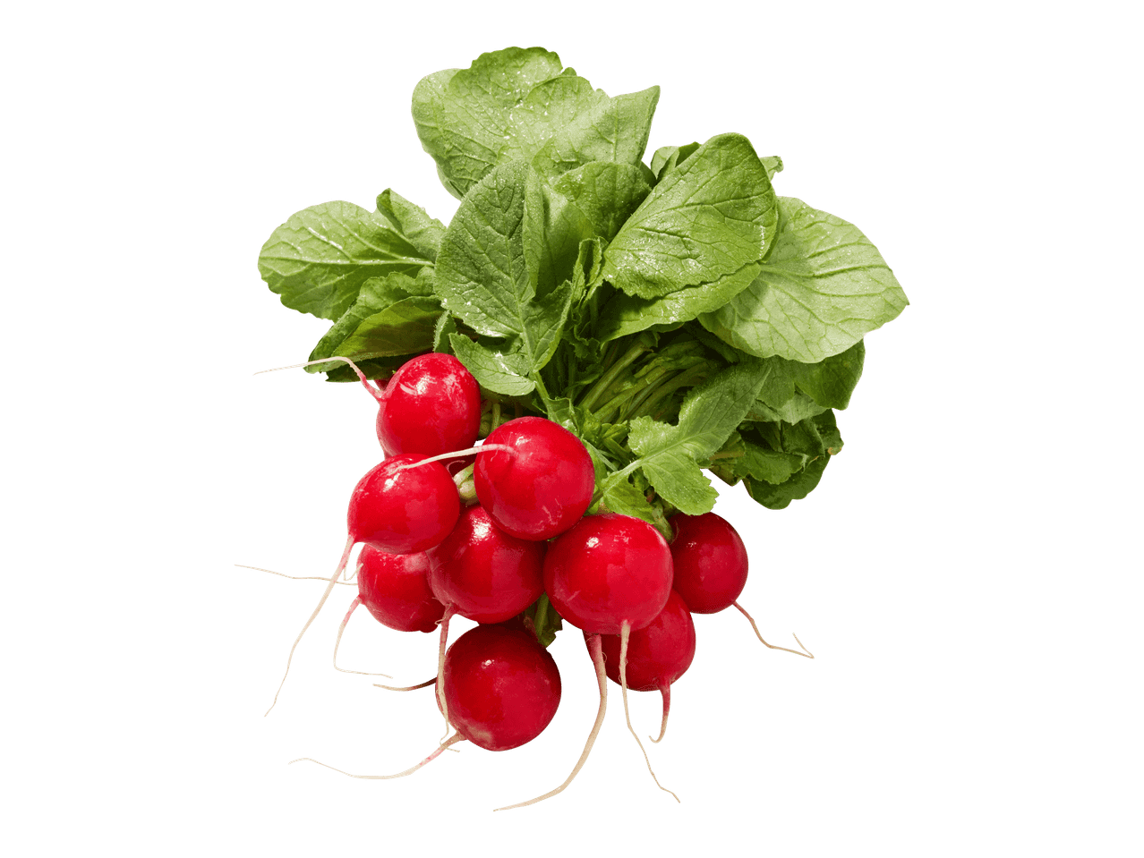 Nippu tuoreita, punaisia retiisejä vihreine lehtineen valkoisella taustalla.