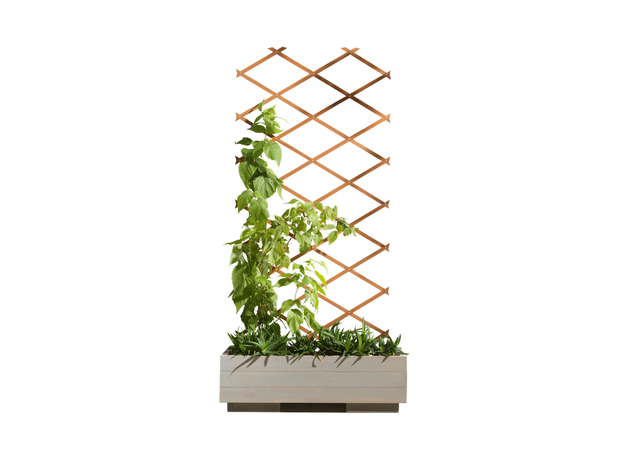Ga naar volledige schermweergave: Plantenbak met plantenklimrek - afbeelding 1