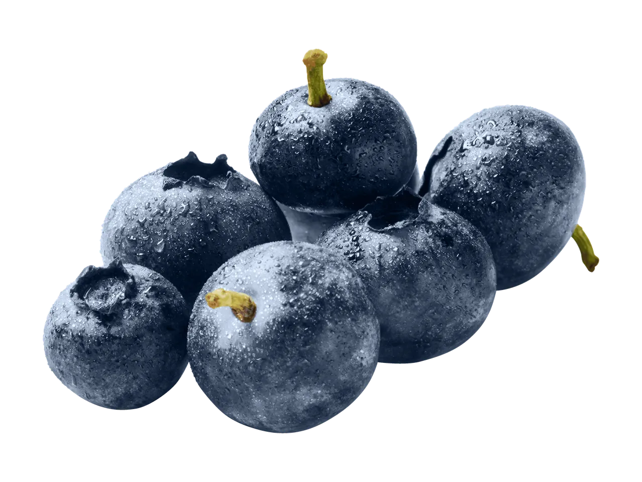 Frische, taufrische Heidelbeeren mit Stielen auf schwarzem Hintergrund.