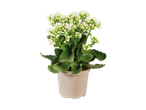 Uma Kalanchoe branca em um vaso bege sobre fundo preto.
