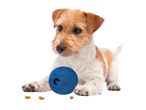 A Jack Russell Terrier puppy looks intently at a blue treat-dispensing ball.
