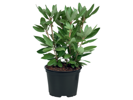 Rhododendron*