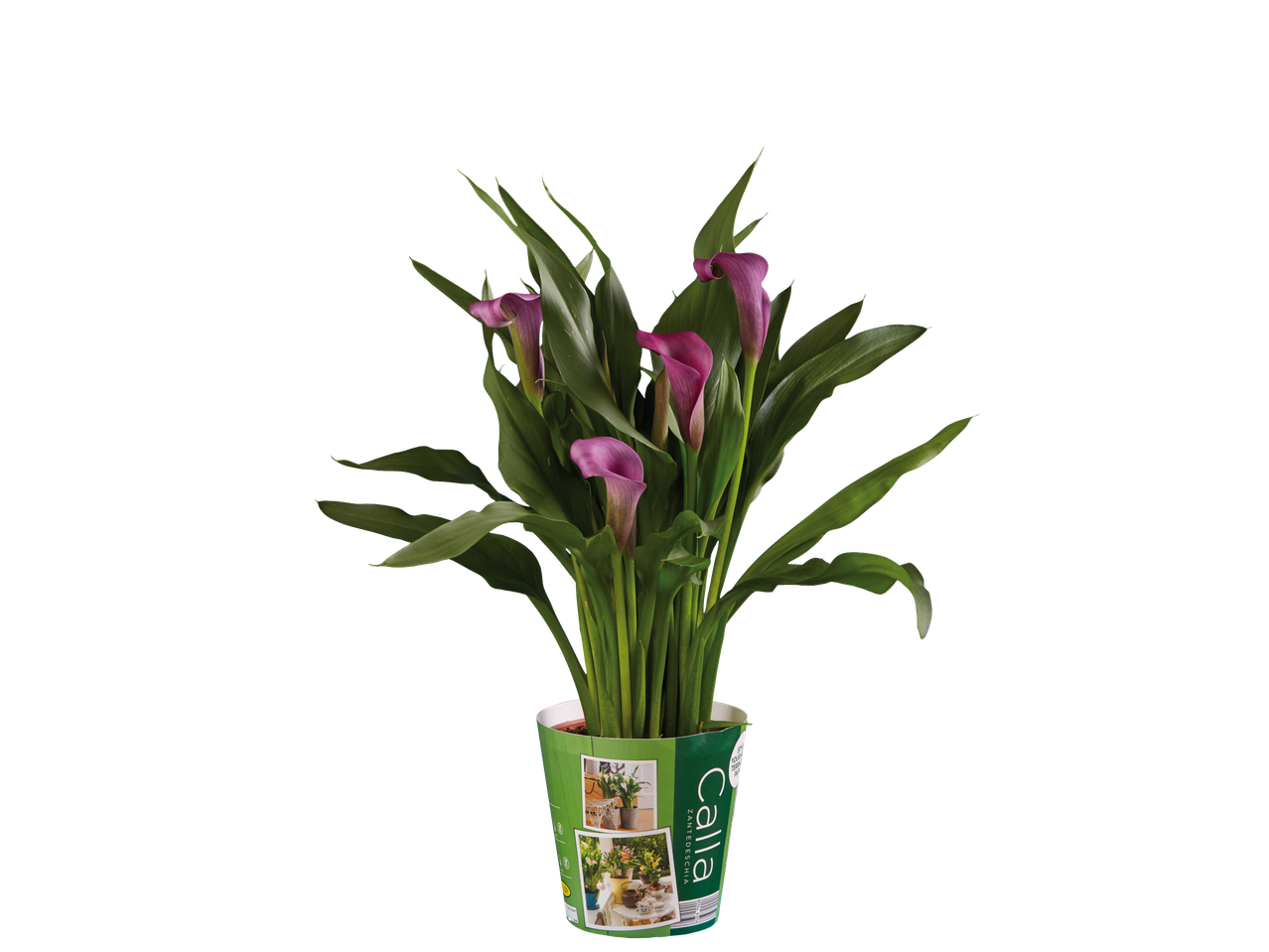 Paarse Calla in pot.