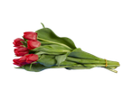 Buquê de tulipas vermelhas.