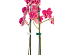Orquídeas cor-de-rosa com suportes de caule em forma de libélula, artigos de jardinagem Parkside.