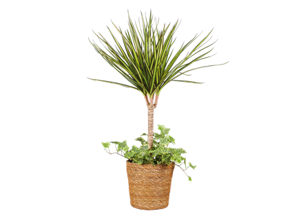 Plante verte en corbeille