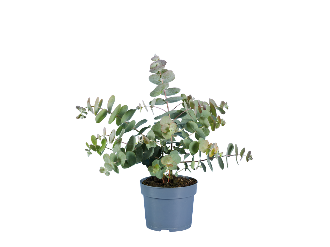 A potted eucalyptus plant with round, green leaves on a black background.