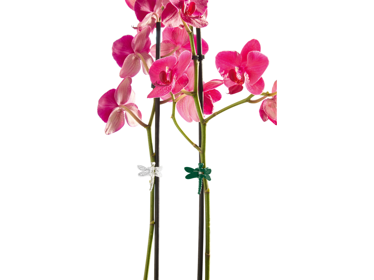 Orquídeas cor-de-rosa com suportes de caule em forma de libélula, artigos de jardinagem Parkside.