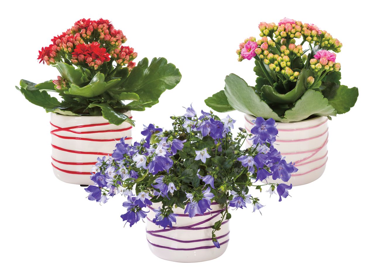 Accesați vizualizarea pe ecran complet: Plante decorative mini, în vas ceramic - Imagine 1