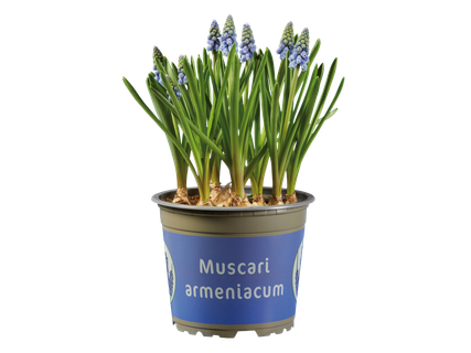 Virághagyma színes cserépben*