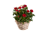 A wicker basket filled with a lush red rose plant.