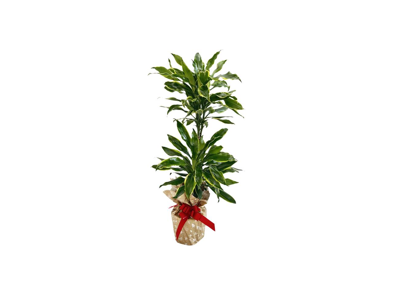 Piante verdi in confezione regalo