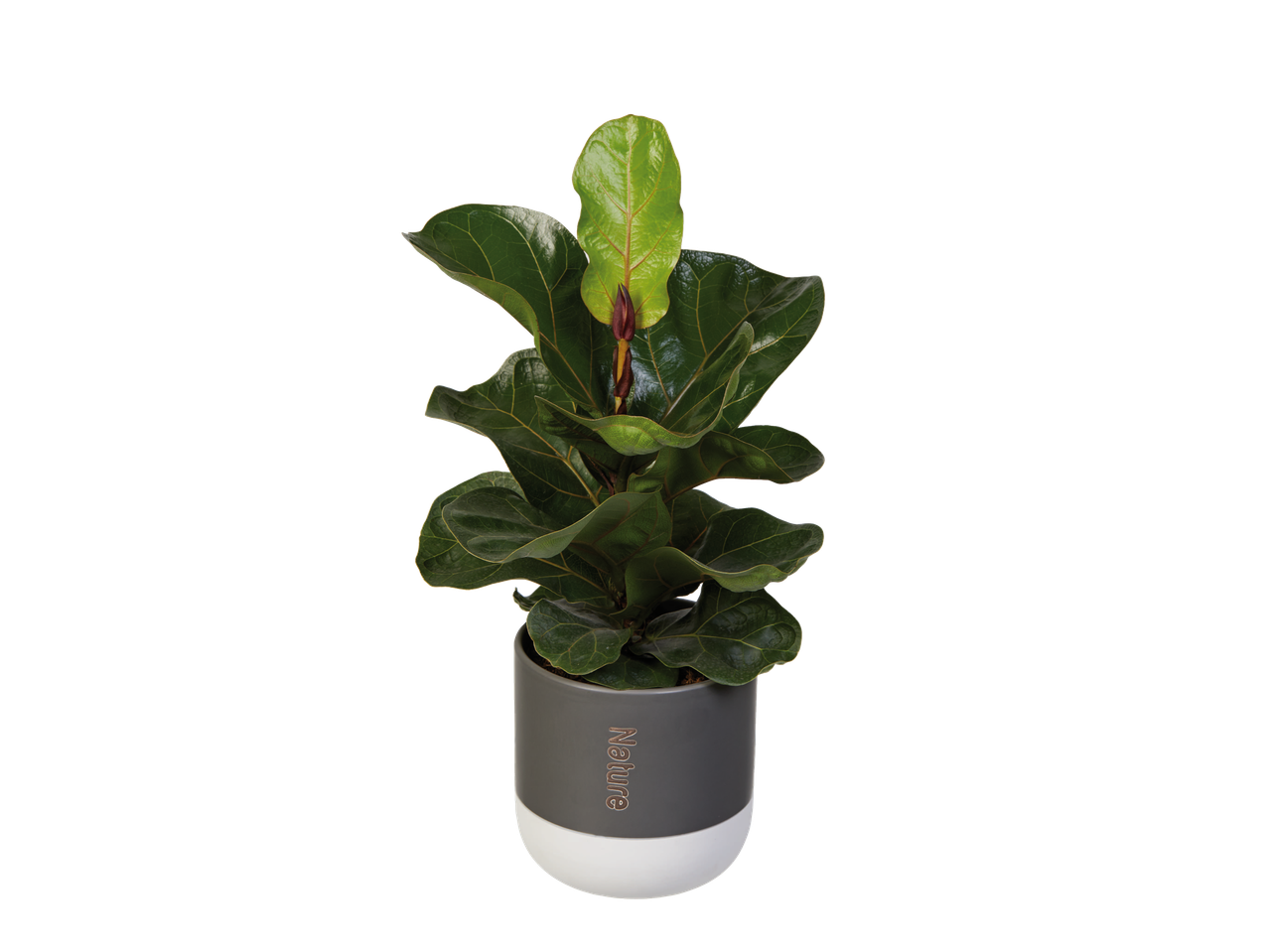 Fiddle-leaf fig in a Nature pot.