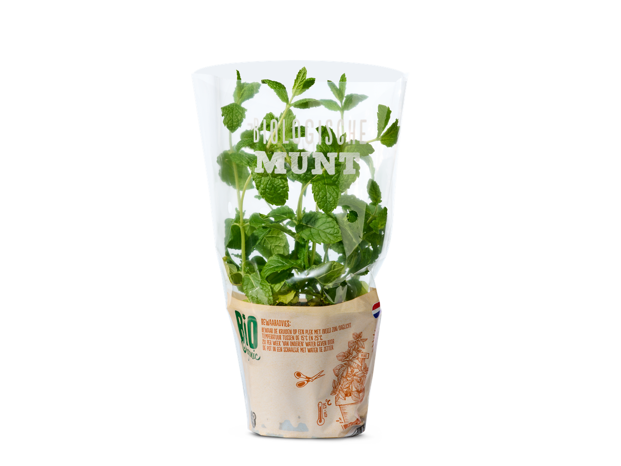 Biologische muntplant in pot.