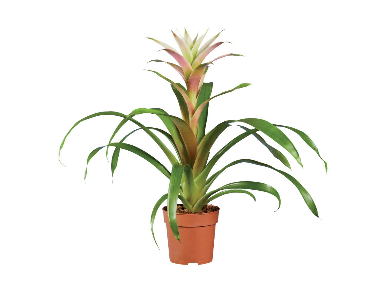 Planta em vaso: Bromélia com folhas verdes e flores rosas.