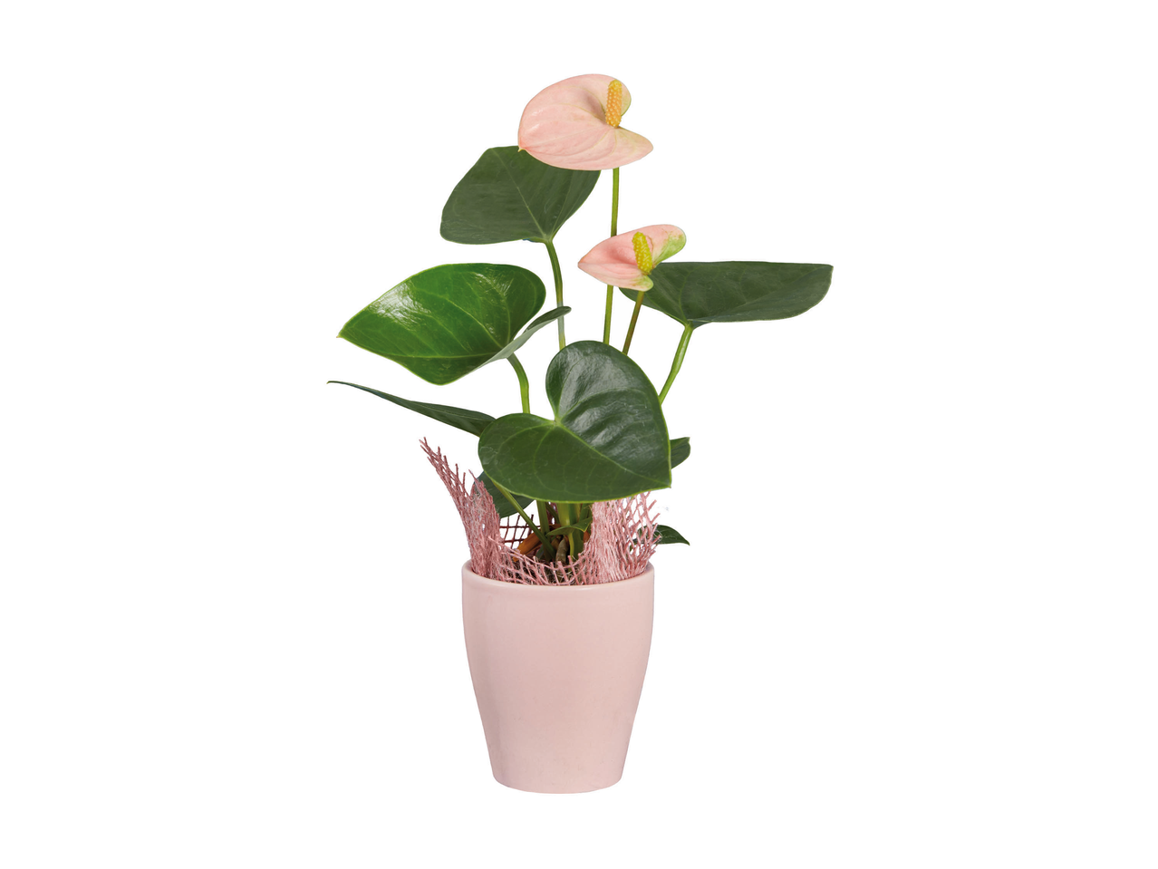 Mini piantine esotiche