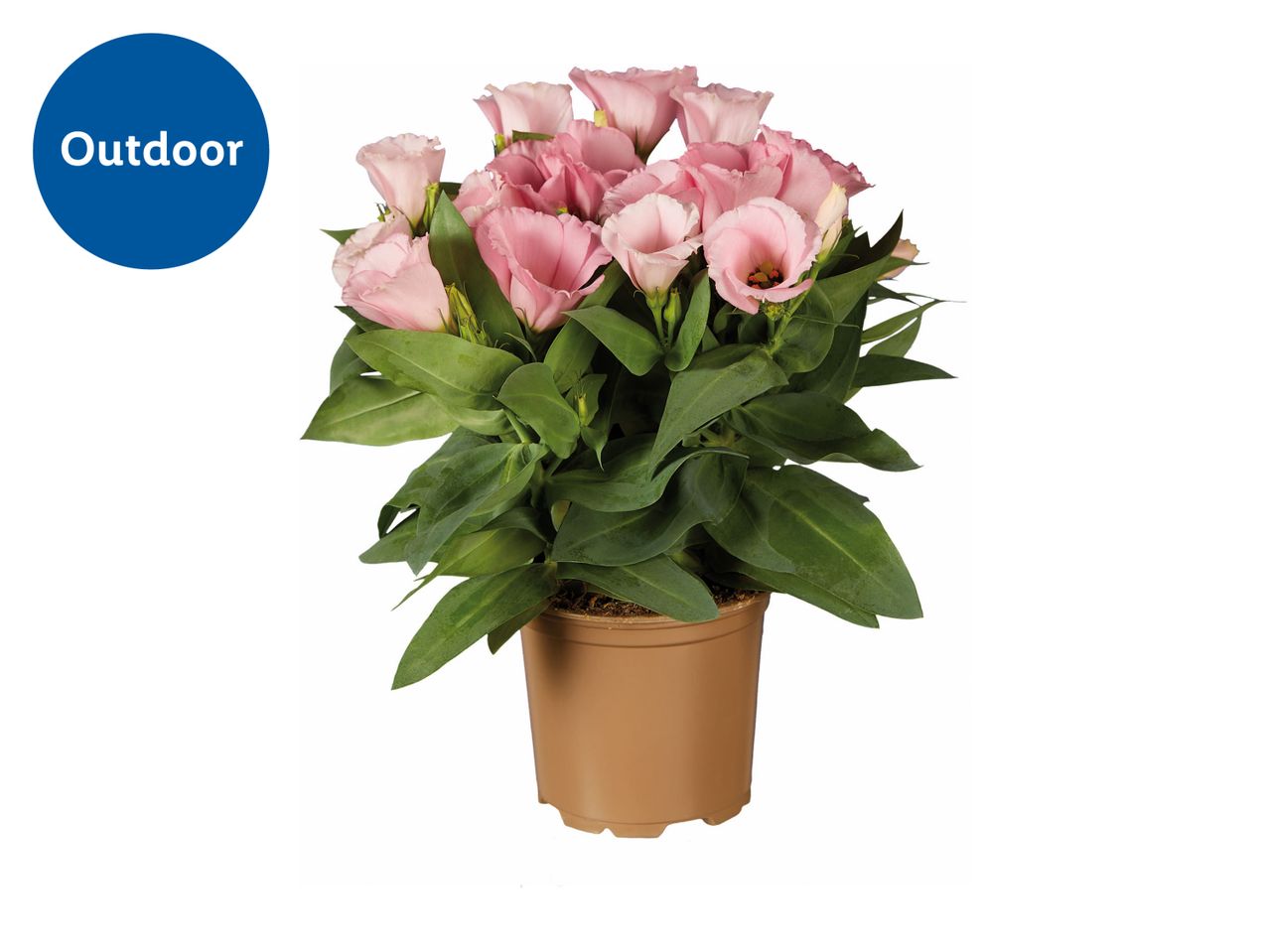A potted pink calla lily plant from QVC.