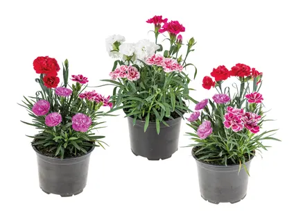 Dianthus Trio