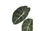 Duas grandes folhas verde-escuras com nervuras brancas em fundo preto.