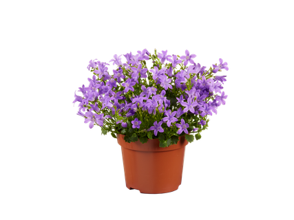 Mix campanula / gentiana