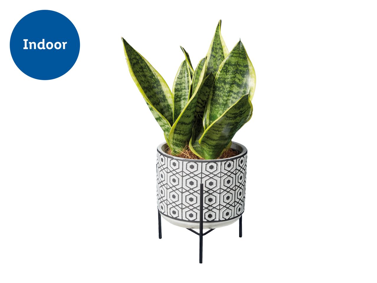 Indoor snake plant in a patterned pot with a black metal stand.