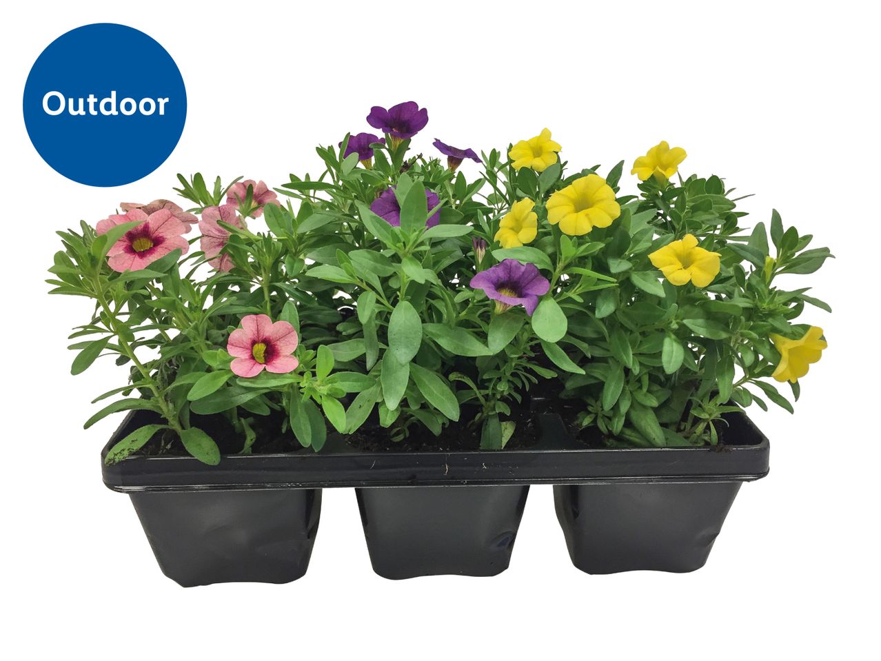 Outdoor flowering plants in pink, purple, and yellow in a black tray.