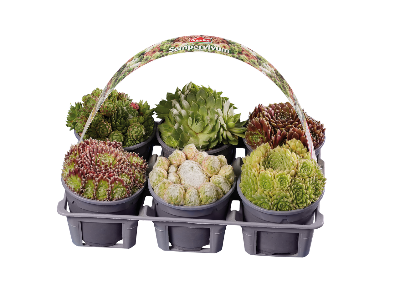 6-pack Sempervivum Grandial.